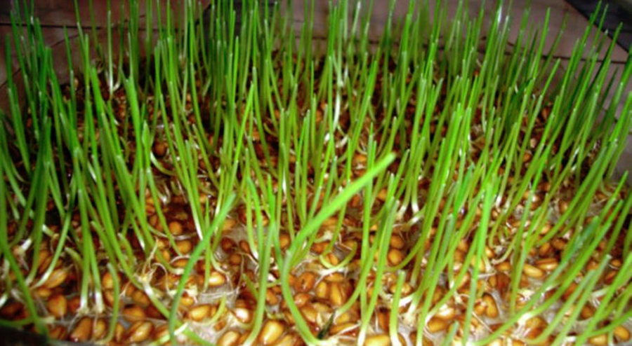 Cura cu grâu încolțit: cum se ține și ce beneficii aduce sănătății